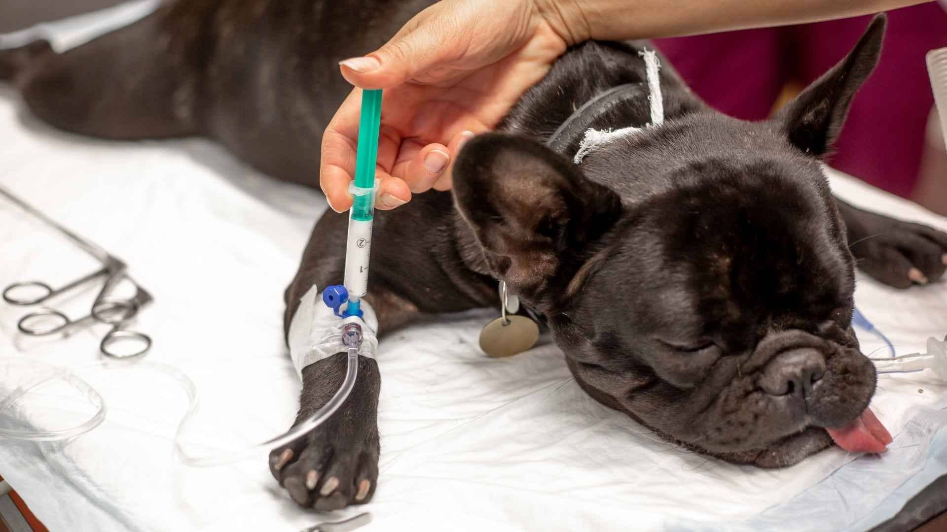 Efectos secundarios de la anestesia en perros